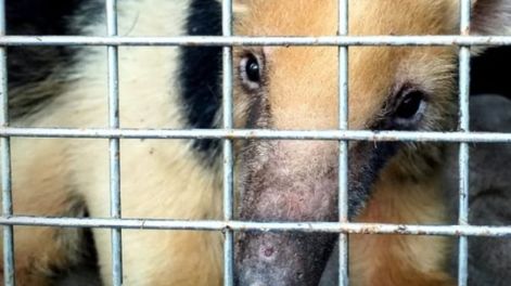 Los Andes | Buenas noticias: el oso melero que fue encontrado en medio del campo mejora y ya volvió a comer. Foto: Prensa Secretaría de Ambiente de Mendoza