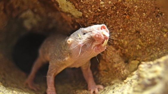 “Los ratones y las ratas tienen una probabilidad similar de desarrollar cáncer, pero las ratas topo desnudas casi nunca desarrollan cáncer. Foto: Bioparc Valencia.