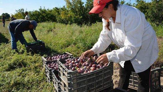 La ciruela para industria ha mantenido la superficie, pero la productividad es muy baja e inestable. Foto: Patricio Caneo / Los Andes