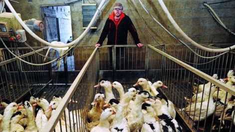 Francia sacrificó 400 mil patos para evitar brote de gripe aviar y faltan “cientos de miles más”