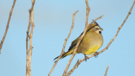 Mendoza aportó tres parejas reproductoras, claves para salvar a una especie en peligro de extinción. Foto: Gentileza Instagram @mmariagustina__