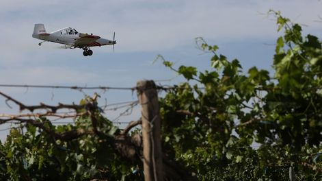 Lobesia: se harán aplicaciones aéreas en 124 mil hectáreas de zonas Norte y Este