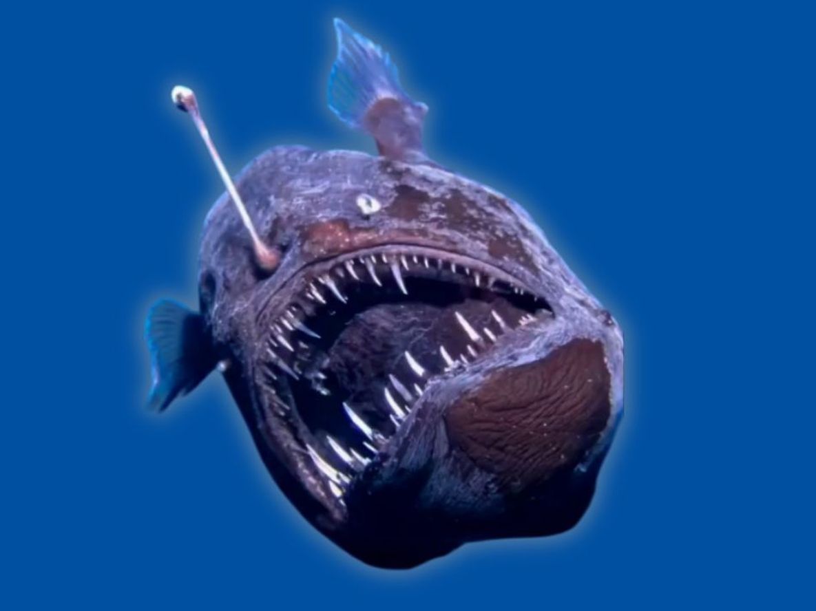 Aterrador pez “Diablo Negro” en España.