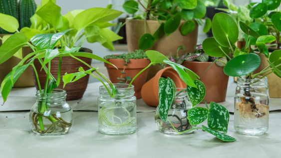 Algunas plantas se pueden cultivar en agua sin problemas y luego pasarlas a tierra cuando se desee. - Imagen ilustrativa&nbsp;