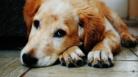 Los Andes | Las razas de perros con menos longevidad