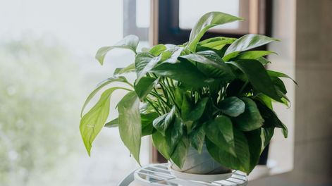 El potus no se ubica en cualquier zona de casa por un simple elemento decorativo, sino que actúa constantemente en el lugar ideal.