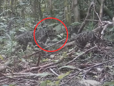 una camara logra grabar a una de las especies felinas mas raras del mundo