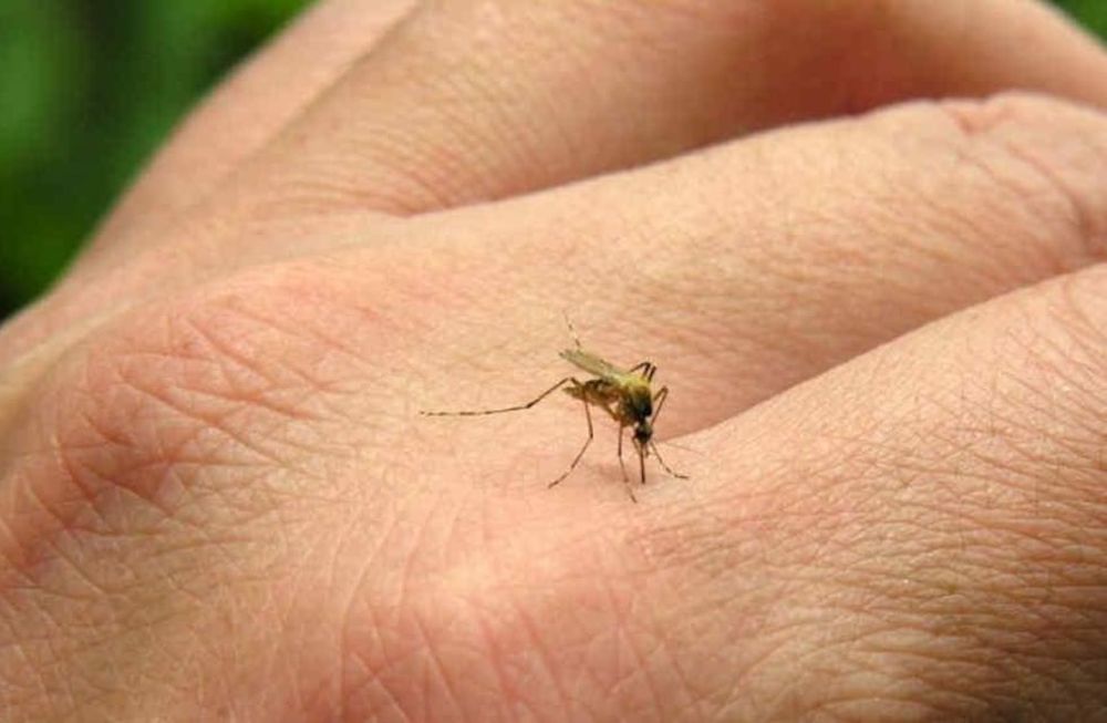 El Gobierno de Brasil anunció que le dará más atención a la fiebre chikungunya, que dejó más de 254.000 casos y 161 muertes confirmadas.