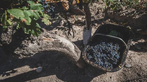 Uva Malbec.    Foto: Ignacio Blanco / Los Andes