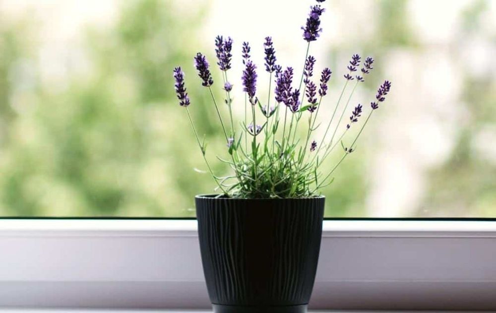 La lavanda es una excusa para mantener lejos a las arañas e insectos pero logra un perfume agradable.
