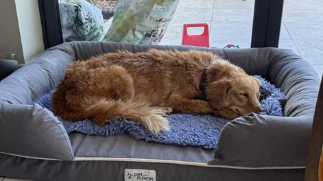 Los Andes | Amber, la perra que desapareció y fue encontrada a los 36 días.