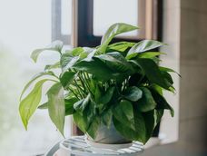 El potus no se ubica en cualquier zona de casa por un simple elemento decorativo, sino que actúa constantemente en el lugar ideal. El potus no se ubica en cualquier zona de casa por un simple elemento decorativo, sino que actúa constantemente en el lugar ideal.