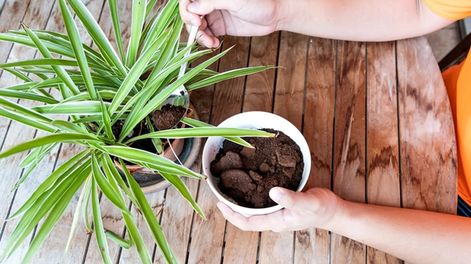 Cómo usar los restos del café como abono para las plantas del jardín (Getty)