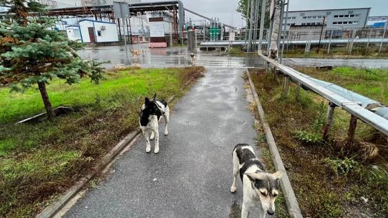 Los investigadores realizaron un estudio a más de 300 perros callejeros que viven en los alrededores de aquella ciudad. Gentileza: El País.