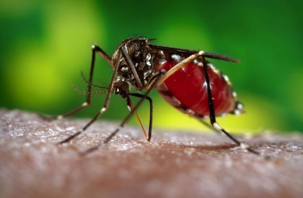 La temporada anterior, que se cuenta de agosto a agosto de cada año, hubo 5 fallecidos en Mendoza por dengue