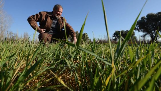 Roberto Fadin recorre su campo sembrado con unos tipos de Cebada y Alfalfa para obtener un forraje mas resistente a la falta de agua producto de la crisis hídrica y la sequia para alimentar su ganado / Claudio Gutiérrez