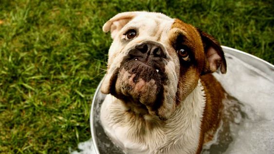 Perros: cómo protegerlos del calor