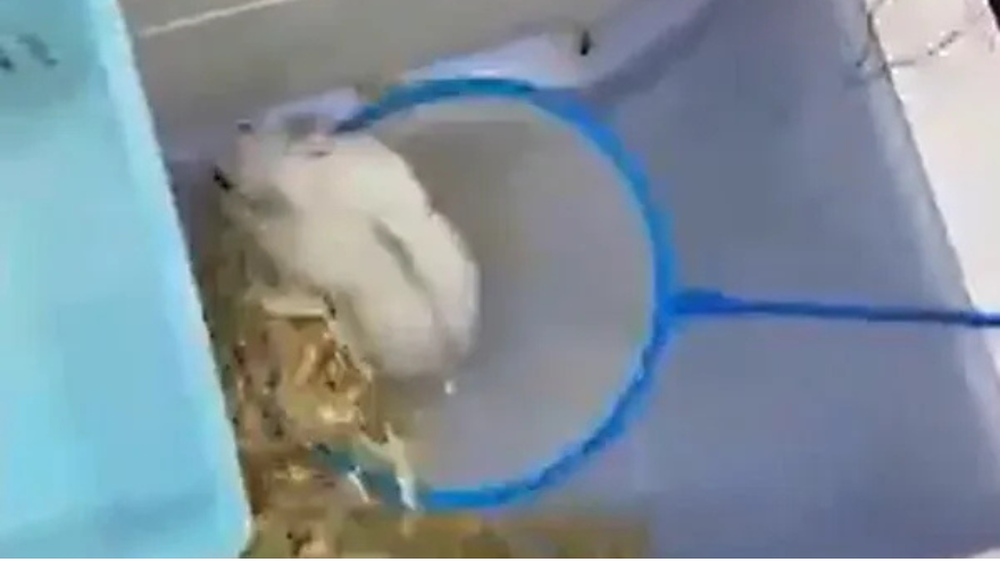 Los hamsters estaban asustados y heridos por las garras metálicas