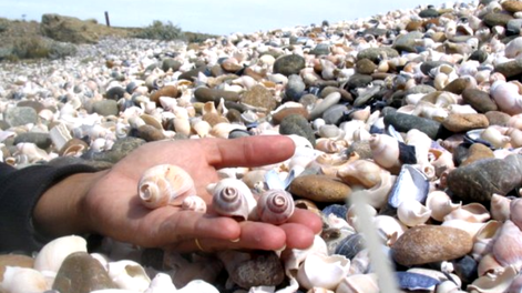 Recicla los caracoles que recolectaste en la playa y transfórmalos en una idea creativa para tu casa