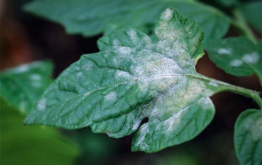 Las plantas deben mantenerse fuertes, verdes y llenas de vida, aunque si aparecen manchas blancas podría ser un daño irreversible.