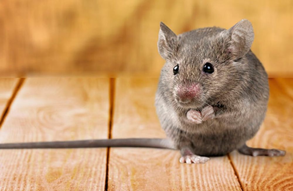 El ratón de la especie Calomys musculinus transmite el virus que provoca la fiebre hemorrágica argentina