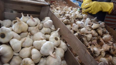 El contrabando de ajo preocupa a los exportadores mendocinos.