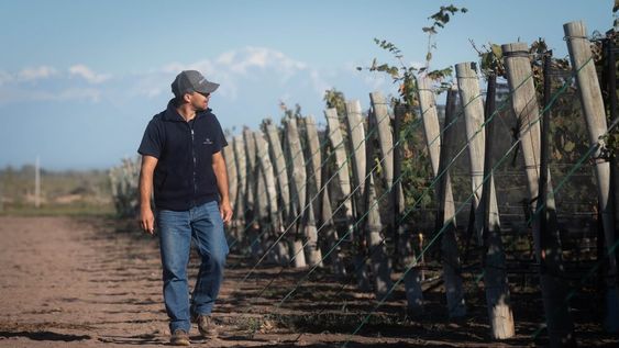 El Malbec se encuentra en los viñedos de todas las provincias vitivinícolas, pero principalmente en Mendoza. Foto: Ignacio Blanco / Los Andes