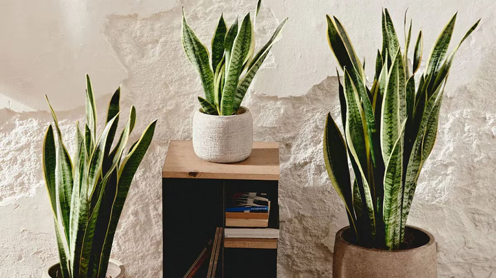 La soluci&oacute;n natural para ba&ntilde;os h&uacute;medos cuida tus plantas y mejora tu jard&iacute;n y jardiner&iacute;a.