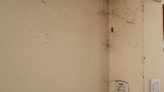 que significa ver aranas de patas largas en tu casa y por que puede ser una senal de abundancia