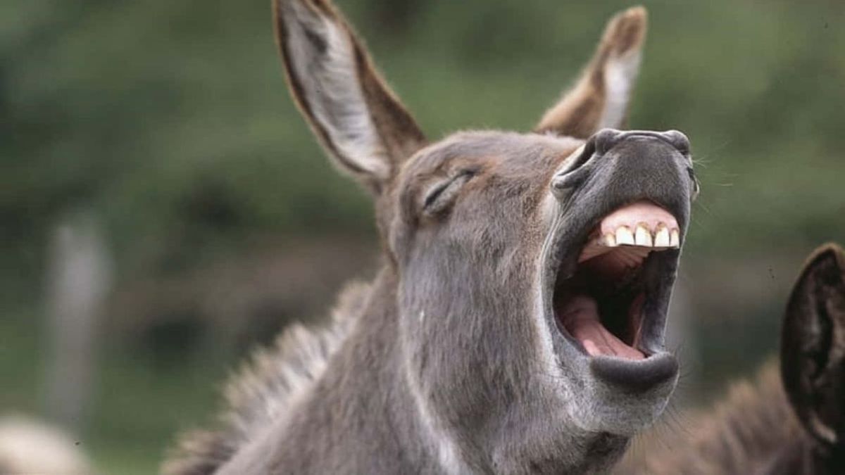 Polémica: empezaron a vender carne de burro en las carnicerías argentinas a un 