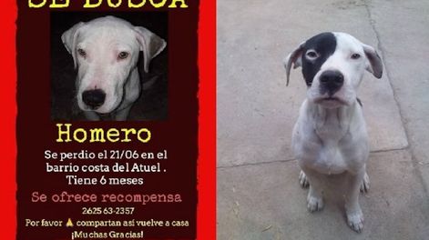 Los Andes | Homero: antes y después. Foto Facebook.