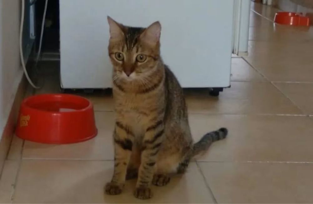 Rumi se convirtió en el guardián inesperado de la seguridad del hogar y protegiendo a su dueña de convertirse en víctima de un robo. Foto: Gentileza SL24