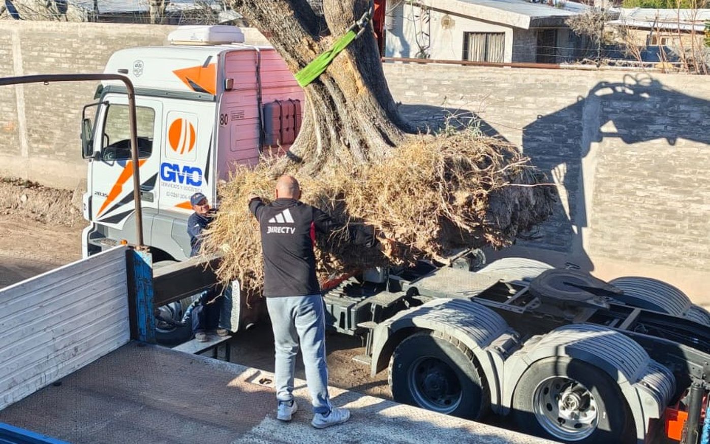 Rescatan de la tala los olivos centenarios de Mendoza. (Gentileza)&nbsp;