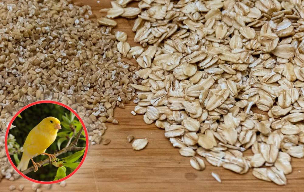 Estas aves suelen alimentarse en momentos en que el ambiente del jardín se siente seguro.