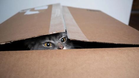 Quien tuvo uno de mascota sabe que son sus juguetes preferidos, ¿pero por qué les gusta tanto? La pregunta tiene una explicación científica que todo dueño debería saber.