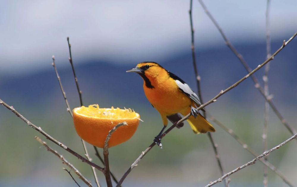 Este descubrimiento redefine el significado del color naranja en algunos pájaros.