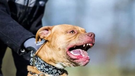 Perro pitbull