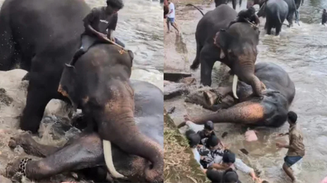 Impactante video: una turista falleció tras ser aplastada por dos elefantes Impactante video: una turista falleció tras ser aplastada por dos elefantes