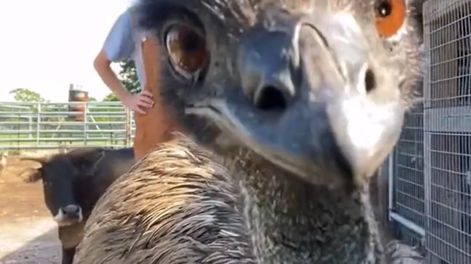 Se viralizó una grabación muy chistosa de una mujer que intentaba hacer un video mostrando la granja donde trabaja, pero el ave no paró de interrumpirla.