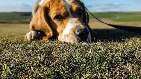 Los Andes | Las razas de perros que huelen mal