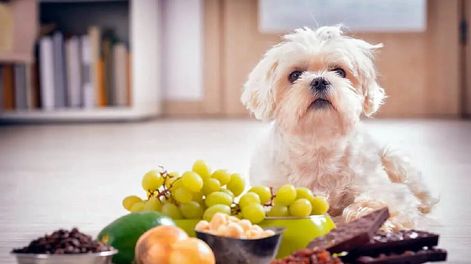 Procurá no darle ninguno de estos alimentos a tu perro. (Web)