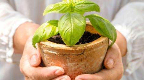 El mantenimiento de esta planta es sencillo y sus propiedades benefician el bienestar diario dentro de casa.