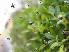 Cuál es la planta que si la tenés en el jardín aleja a todos los mosquitos: muy fácil de cuidar