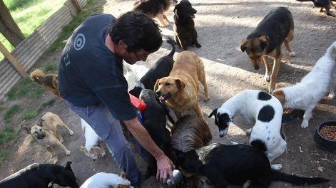 El problema de los perros abandonados y la escasez de refugios