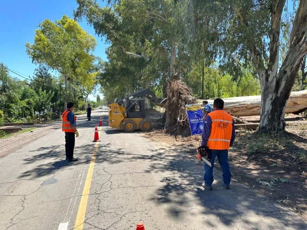 Siguen los trabajos de despeje tras la caída de 60 arboles en la Ruta 50&nbsp;