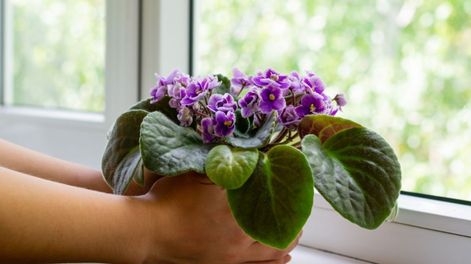 Los Andes | planta violeta en interior