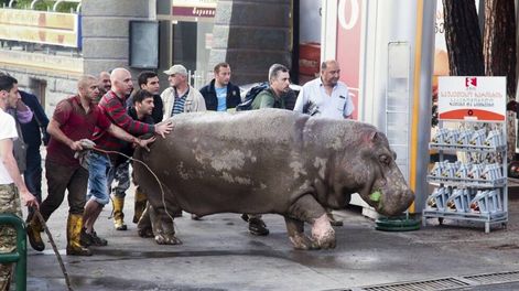 Una inundación destruyó un zoo en Georgia y los animales tomaron la calle