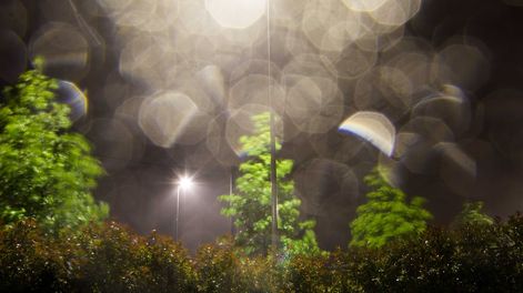 Los Andes | Si tenemos plantas sensibles, en invierno lo mejor es regar o vaporizar por la noche y a su alrededor -no directamente sobre la tierra- para generar así una mayor humedad ambiente.