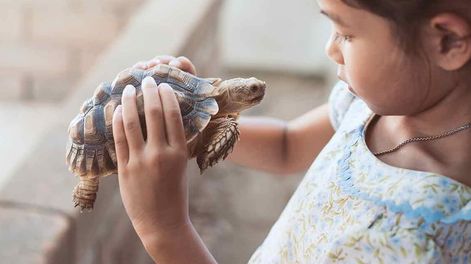 Si estás planteándote introducir una nueva mascota en casa por primera vez, la tortuga es perfecta para los más pequeños, Imagen ilustrativa / Web