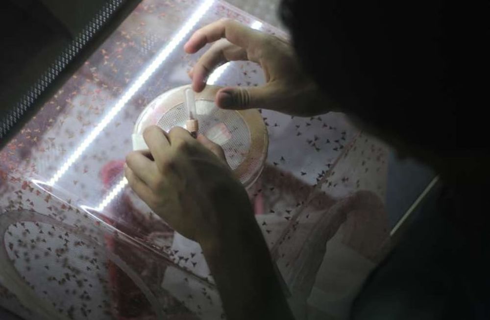 Continúa la exportación de moscas del Mediterráneo producidas en Mendoza a Bolivia